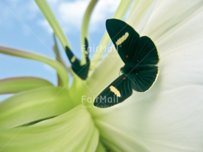 Fair Trade Photo Activity, Animals, Artistique, Black, Blue, Butterfly, Colour image, Condolence-Sympathy, Flower, Flying, Horizontal, Insect, Nature, Peru, Plant, Sky, South America