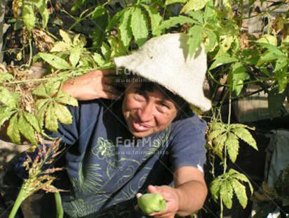 Fair Trade Photo Activity, Agriculture, Casual clothing, Clothing, Colour image, Giving, Green, Harvest, Hat, Horizontal, One woman, People, Peru, Rural, Smiling, South America, Tree, Work