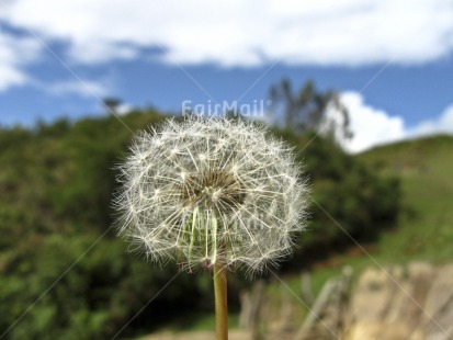 Fair Trade Photo Closeup, Clouds, Colour image, Condolence-Sympathy, Flower, Focus on foreground, Horizontal, Mountain, Nature, Peru, Rural, Scenic, Sky, South America