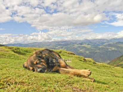Fair Trade Photo Activity, Animals, Blue, Clouds, Colour image, Day, Dog, Emotions, Grass, Green, Horizontal, Lying, Mountain, Nature, Outdoor, Peru, Relaxing, Rural, Scenic, Sky, Sleeping, South America, Travel