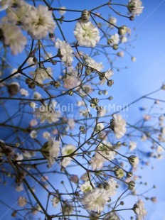 Fair Trade Photo Colour image, Condolence-Sympathy, Flower, Marriage, Peru, Seasons, Sky, South America, Summer, Tree, Vertical, White