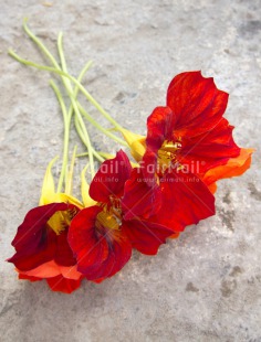 Fair Trade Photo Day, Flower, Love, Mothers day, Outdoor, Peru, Red, South America, Vertical