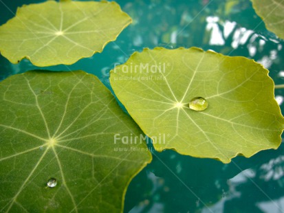 Fair Trade Photo Closeup, Colour image, Green, Horizontal, Leaf, Nature, Peru, South America, Spirituality, Water, Waterdrop