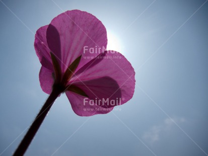 Fair Trade Photo Blue, Colour image, Condolence-Sympathy, Day, Flower, Horizontal, Light, Low angle view, Nature, Outdoor, Peru, Pink, Sky, South America, Spirituality, Transparent