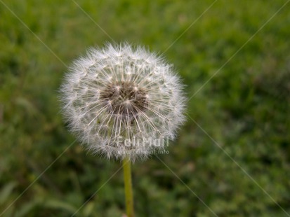 Fair Trade Photo Condolence-Sympathy, Day, Flower, Good luck, Horizontal, Nature, Outdoor, Peru, South America