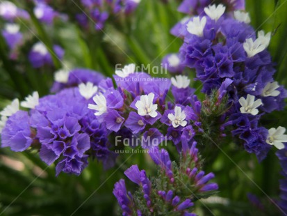 Fair Trade Photo Closeup, Day, Flower, Horizontal, Nature, Outdoor, Peru, Purple, South America, White