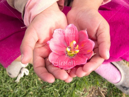 Fair Trade Photo Activity, Closeup, Flower, Friendship, Giving, Hand, Horizontal, Love, Mothers day, One girl, People, Pink, Thank you