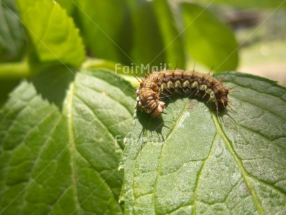 Fair Trade Photo Animals, Caterpillar, Closeup, Environment, Green, Horizontal, Insect, Leaf, Nature, Plant