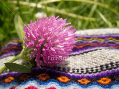 Fair Trade Photo Closeup, Ethnic-folklore, Flower, Horizontal, Pink