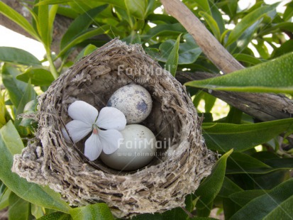 Fair Trade Photo Birth, Closeup, Colour image, Easter, Egg, Flower, Horizontal, Nature, Nest, New baby, Peru, South America