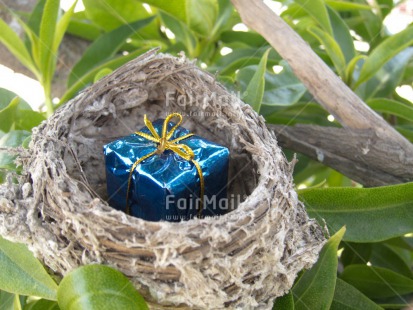 Fair Trade Photo Birth, Closeup, Colour image, Easter, Gift, Horizontal, Nest, New baby, Peru, South America