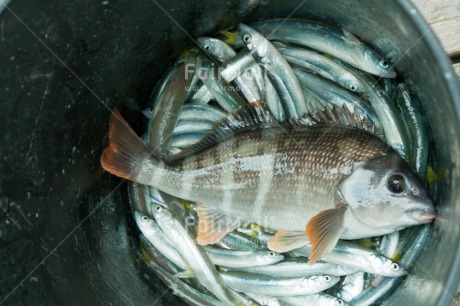 Fair Trade Photo Animals, Closeup, Colour image, Day, Fish, Fisheries, Food and alimentation, Horizontal, Outdoor, Peru, South America