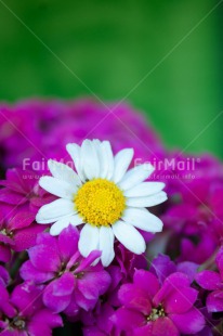 Fair Trade Photo Closeup, Colour image, Flower, Green, Mothers day, Peru, Pink, South America, White