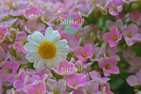 Fair Trade Photo Closeup, Colour image, Flower, Mothers day, Peru, Pink, South America, White