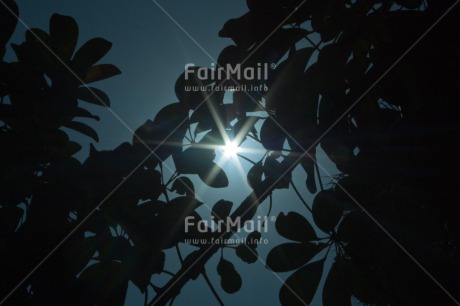 Fair Trade Photo Colour image, Condolence-Sympathy, Evening, Leaf, Light, Nature, Outdoor, Peru, South America, Sun