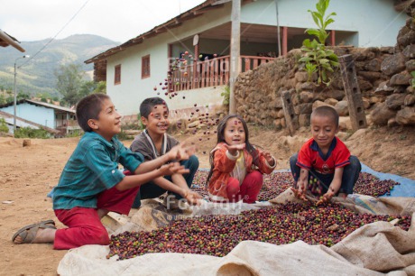 Fair Trade Photo 5 -10 years, Activity, Agriculture, Coffee, Colour image, Day, Drying, Fair trade, Food and alimentation, Friendship, Group of children, Latin, Mountain, Outdoor, People, Peru, Playing, Rural, Smiling, South America, Together