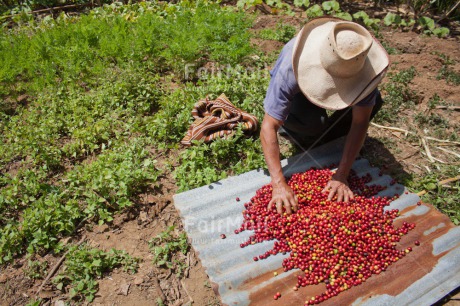 Fair Trade Photo Activity, Agriculture, Coffee, Colour image, Day, Drying, Farmer, Food and alimentation, Green, Hat, Latin, One man, Outdoor, People, Peru, Red, Rural, Sombrero, South America
