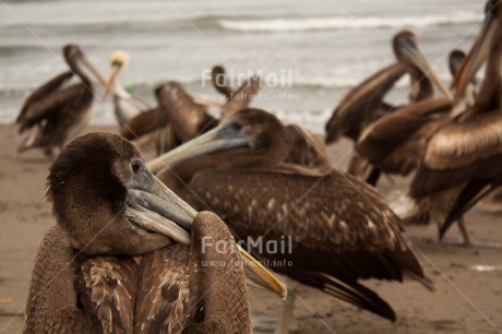 Fair Trade Photo Animals, Beach, Bird, Colour image, Day, Outdoor, Pelican, Peru, South America