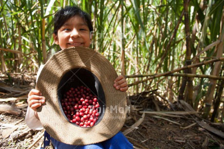 Fair Trade Photo Activity, Agriculture, Colour image, Day, Farmer, Harvest, Hat, Looking at camera, One girl, Outdoor, People, Peru, Portrait halfbody, Smiling, Sombrero, South America, Working