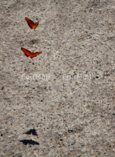Fair Trade Photo Animals, Butterfly, Condolence-Sympathy, Day, Insect, Love, Nature, Outdoor, Peru, South America, Together, Vertical