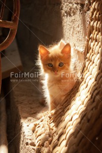 Fair Trade Photo Activity, Animals, Cat, Closeup, Cute, Kitten, Looking at camera, Peru, South America, Vertical