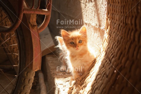 Fair Trade Photo Activity, Animals, Cat, Closeup, Cute, Horizontal, Kitten, Looking at camera, Peru, South America