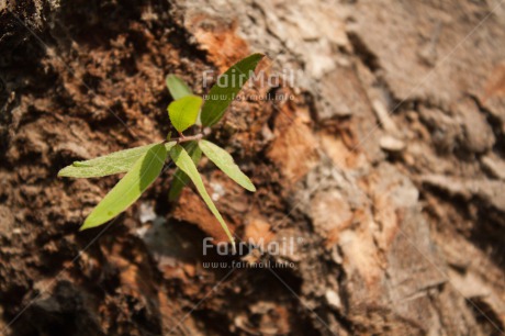 Fair Trade Photo Birth, Care, Closeup, Environment, Green, Growth, Horizontal, Nature, New baby, Peru, Plant, South America, Sustainability