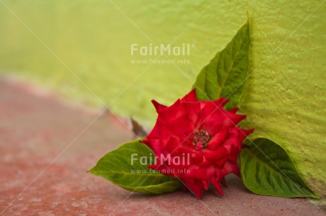 Fair Trade Photo Closeup, Flower, Horizontal, Mothers day, Peru, South America