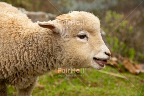 Fair Trade Photo Agriculture, Animals, Colour image, Cute, Day, Horizontal, Outdoor, Peru, Rural, Sheep, South America