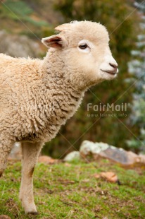 Fair Trade Photo Agriculture, Animals, Colour image, Cute, Day, Outdoor, Peru, Rural, Sheep, South America, Vertical