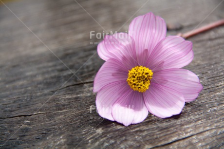 Fair Trade Photo Closeup, Colour image, Flower, Horizontal, Peru, Purple, South America, Wood