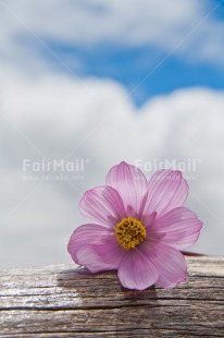 Fair Trade Photo Closeup, Colour image, Flower, Peru, Purple, South America, Vertical, Wood