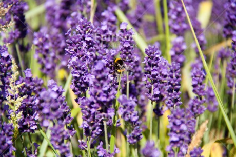 Fair Trade Photo Animals, Bee, Closeup, Colour image, Environment, Flower, Horizontal, Nature, Peru, Purple, South America, Sustainability