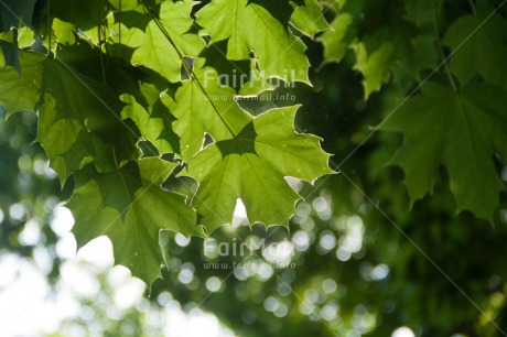 Fair Trade Photo Colour image, Condolence-Sympathy, Green, Horizontal, Leaf, Light, Nature, Outdoor, Peru, South America