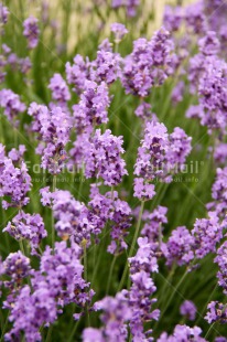 Fair Trade Photo Colour image, Flower, Nature, Peru, Purple, South America, Vertical