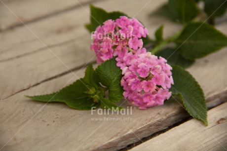 Fair Trade Photo Colour image, Flower, Horizontal, Mothers day, Peru, South America, Thank you, Wood