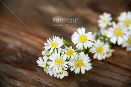 Fair Trade Photo Closeup, Colour image, Flower, Horizontal, Peru, Shooting style, South America, Vintage, Wood