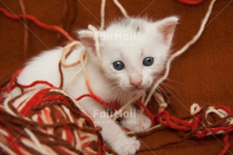 Fair Trade Photo Activity, Animals, Cat, Colour image, Cute, Horizontal, Kitten, Peru, Playing, South America, Wool