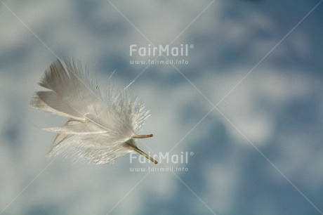 Fair Trade Photo Closeup, Colour image, Condolence-Sympathy, Feather, Horizontal, Peru, Shooting style, South America