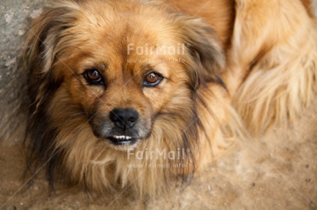 Fair Trade Photo Activity, Animals, Closeup, Colour image, Dog, Funny, Horizontal, Looking at camera, Peru, Shooting style, South America