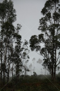 Fair Trade Photo Clouds, Colour image, Fog, Forest, Nature, Peru, South America, Tree, Vertical