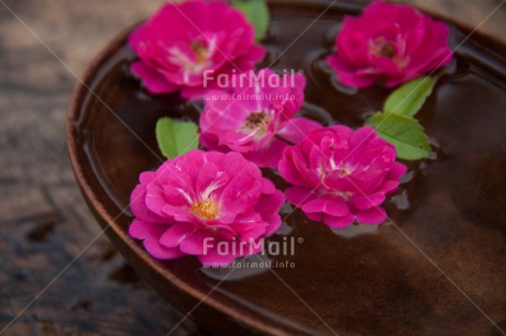 Fair Trade Photo Colour image, Condolence-Sympathy, Flower, Horizontal, Peru, Pink, South America, Water, Wellness