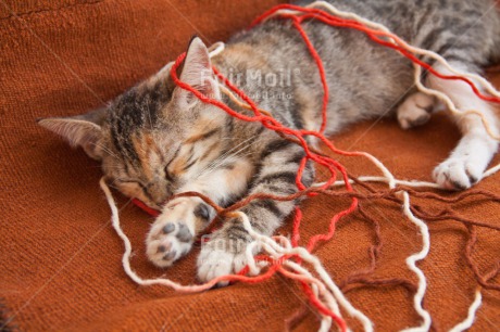 Fair Trade Photo Activity, Animals, Cat, Colour image, Cute, Funny, Horizontal, Kitten, Peru, Playing, South America