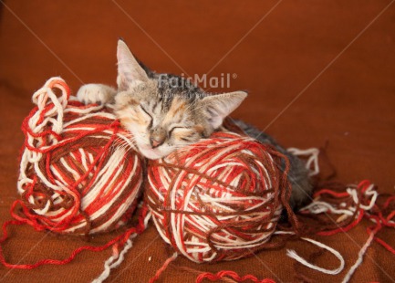 Fair Trade Photo Activity, Animals, Cat, Colour image, Cute, Funny, Horizontal, Kitten, Peru, Playing, South America