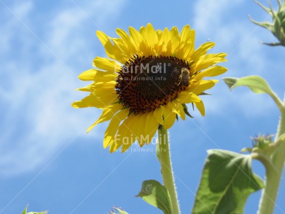 Fair Trade Photo Animals, Bee, Closeup, Colour image, Flower, Horizontal, Peru, South America, Sunflower, Sustainability