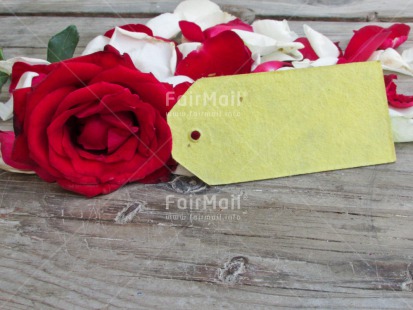 Fair Trade Photo Closeup, Colour image, Flower, Horizontal, Mothers day, Peru, Rose, South America, Thank you