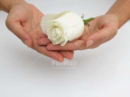 Fair Trade Photo Activity, Closeup, Colour image, Condolence-Sympathy, Flower, Giving, Hand, Horizontal, Peru, Rose, Shooting style, Sorry, South America, Thinking of you, White