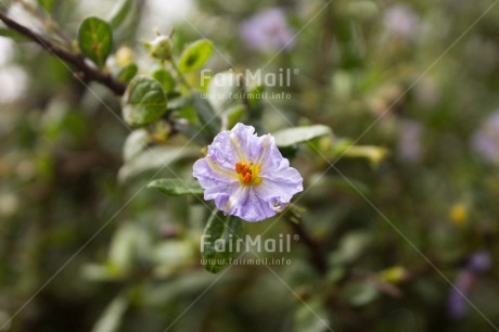 Fair Trade Photo Closeup, Colour image, Flower, Horizontal, Peru, Shooting style, South America