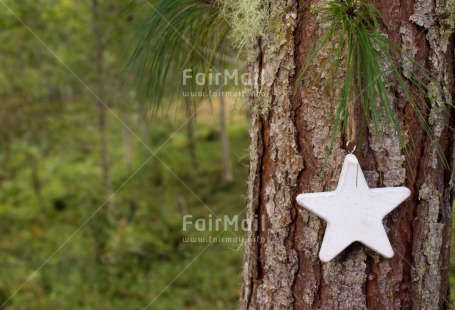 Fair Trade Photo Christmas, Colour image, Horizontal, Peru, South America, Star, Tree