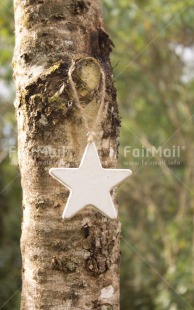 Fair Trade Photo Christmas, Colour image, Peru, South America, Star, Tree, Vertical